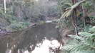 EUNGELLA NATIONALPARK- hier im Broken River kann man regelmäßig Schnabeltiere (Platypus) sehen